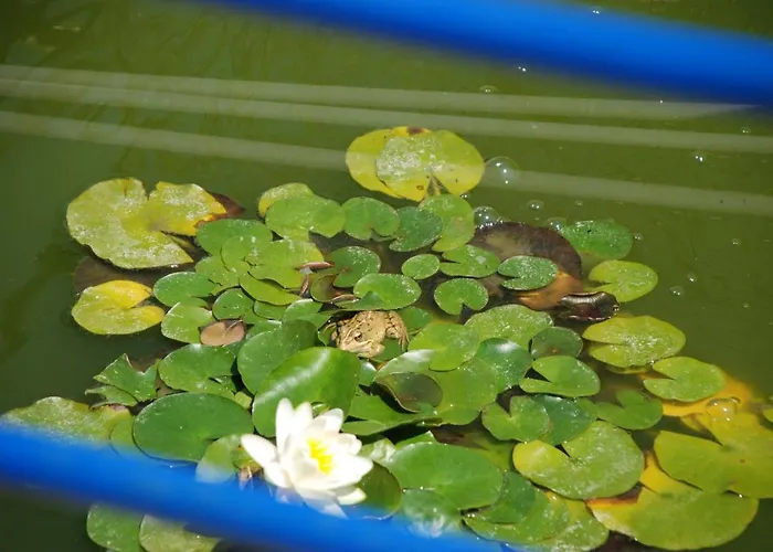 מלון Petit Cala Fornells